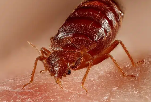What-causes-bed-bugs-uk