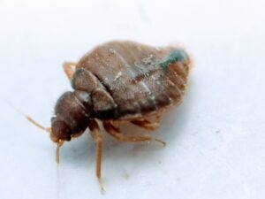 bed bug bites