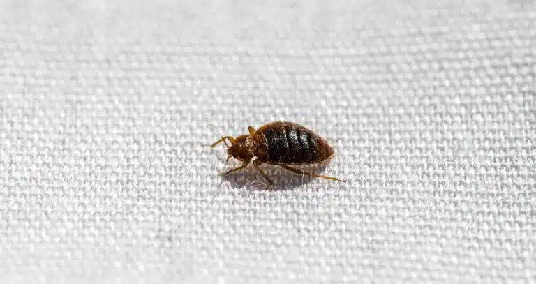 what kills bed bugs instantly Uk