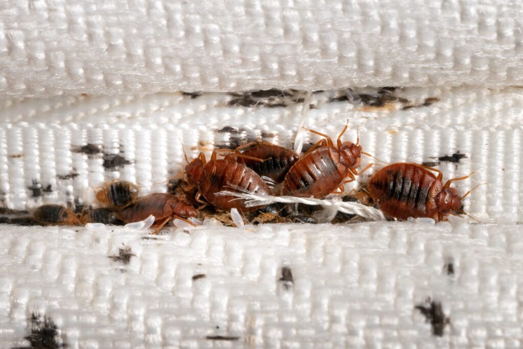 how to kill bed bugs