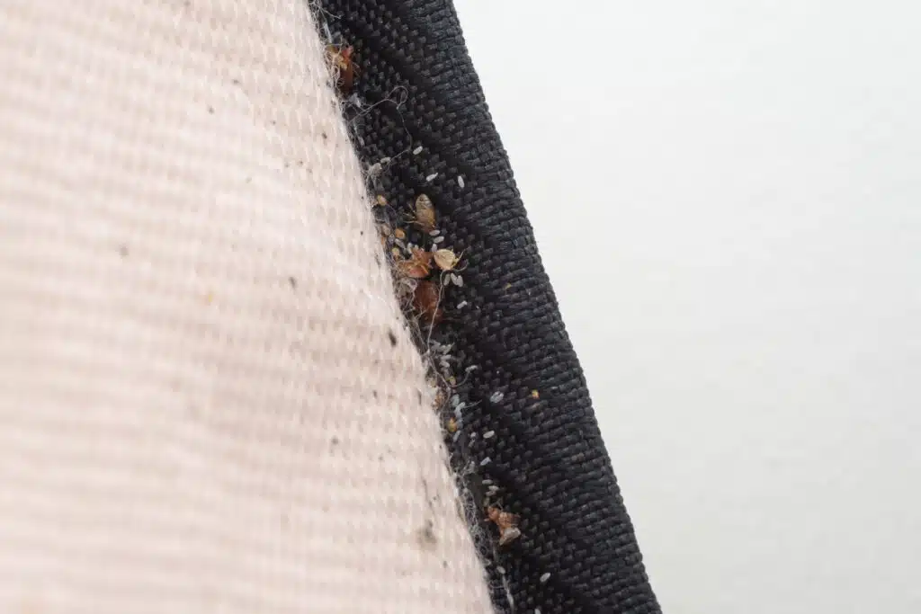 How to Check for Bed Bugs