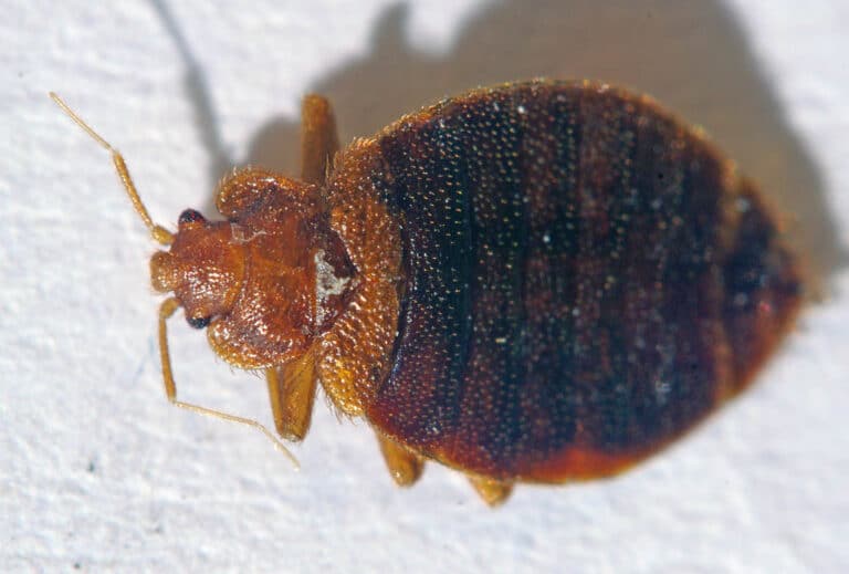 Where Do Bed Bugs Come From? ThermoPest Bed Bug UK