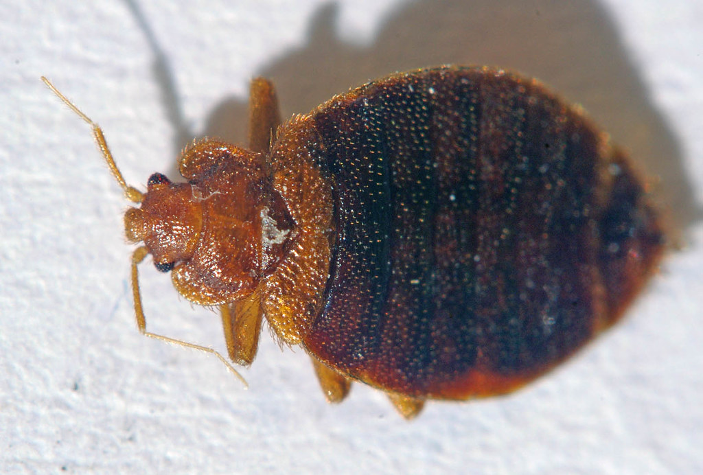 Where do bed bugs come from?