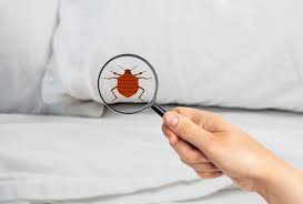 how to get rid of bed bugs