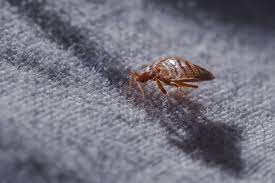 how to kill bed bugs