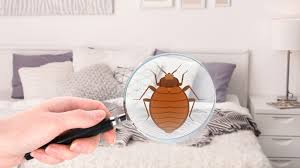 what causes bed bugs