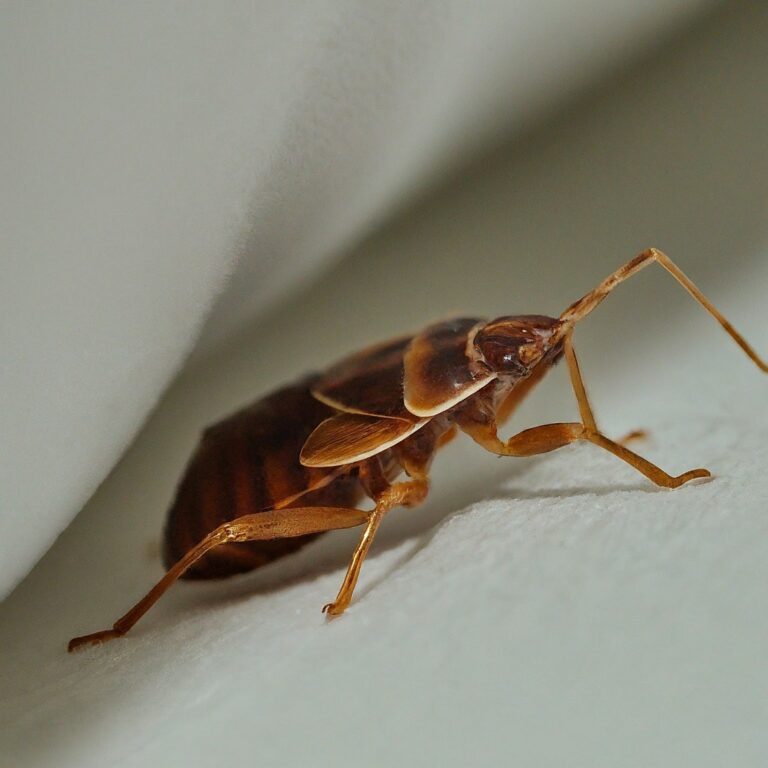 Bed Bug Proof Mattress Encasements ThermoPest