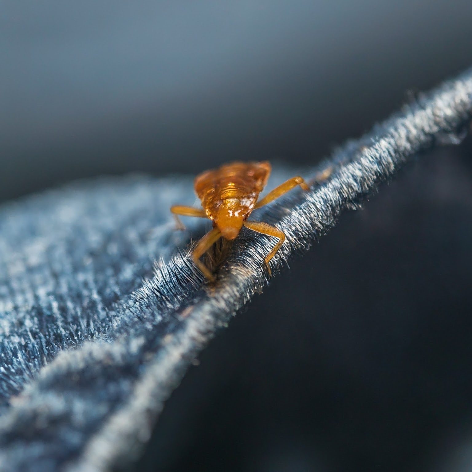 Bed Bugs Live in Clothing