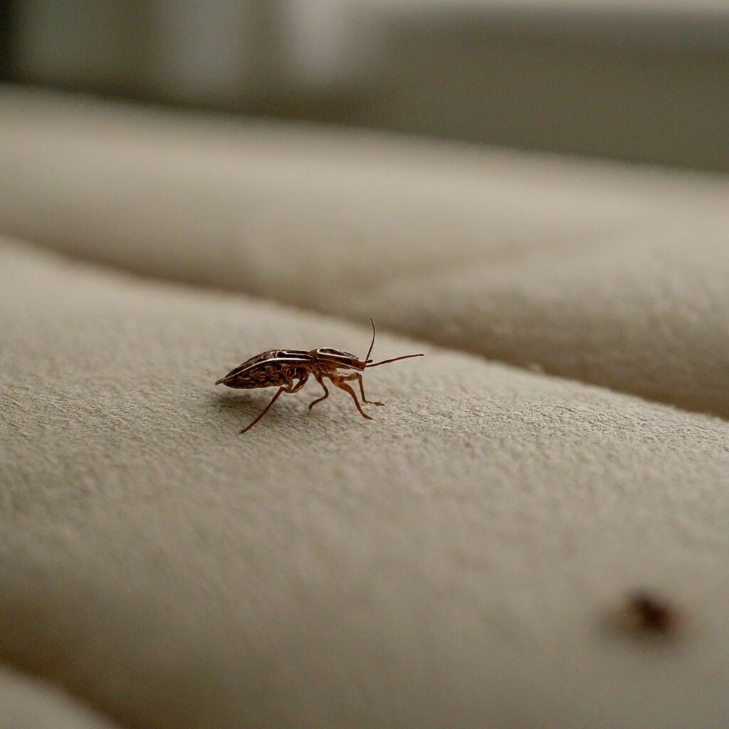 Common Cause Bed Bug