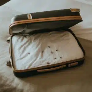 Bed Bugs Enter Your Home