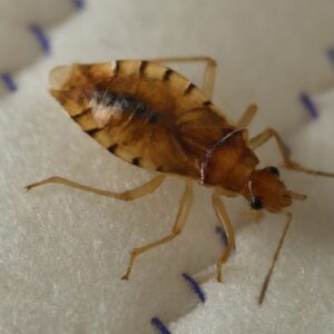 How Long Bed Bug Survive