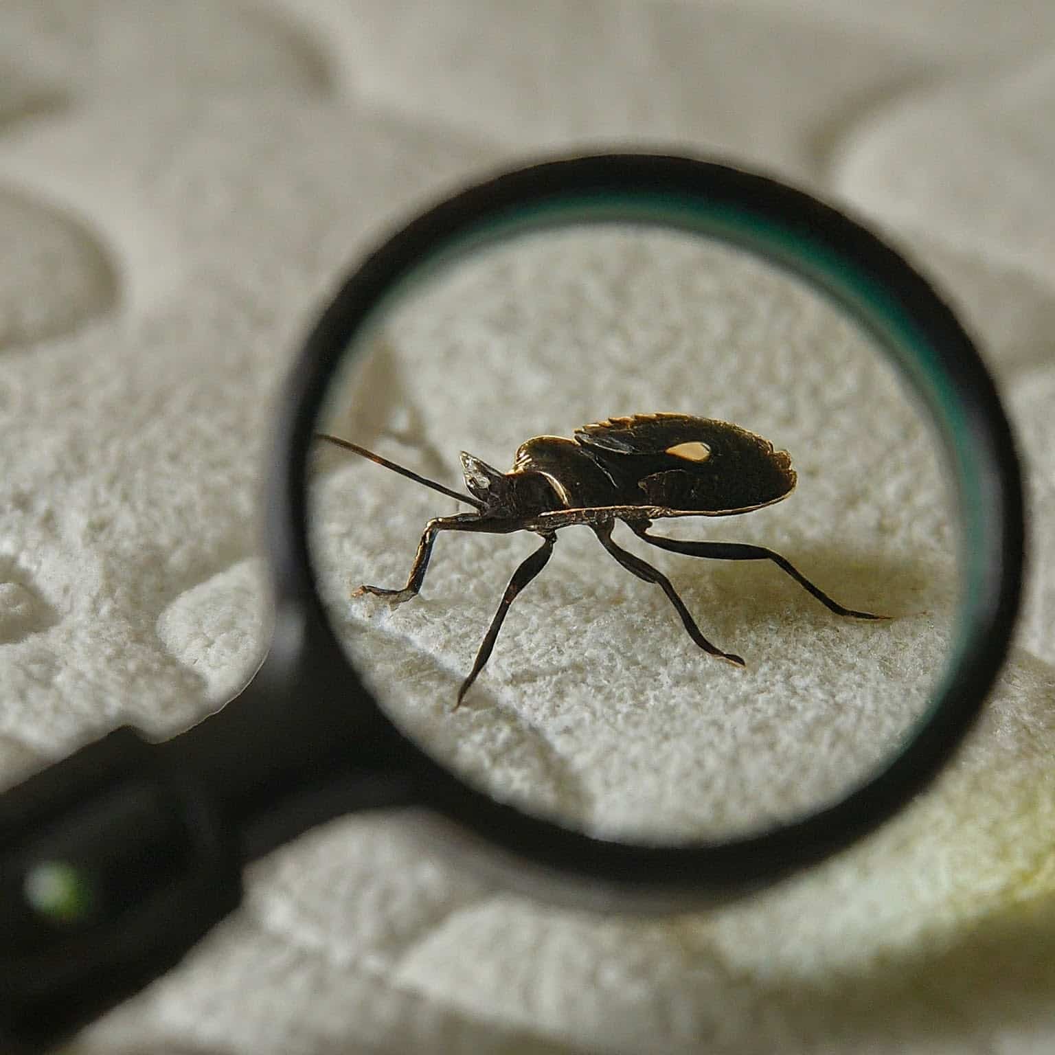 Expert Pest Control: Extermination & Treatment Services