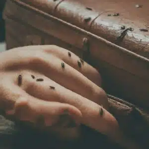 Treat Bed Bugs In Luggage
