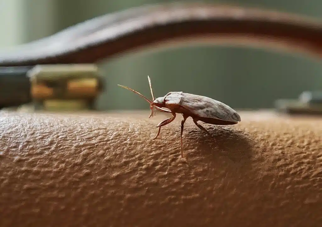 How to Prevent Bed Bugs: Simple Steps to Keep Your Home Pest-Free