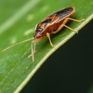 Diatomaceous Earth Bed Bugs