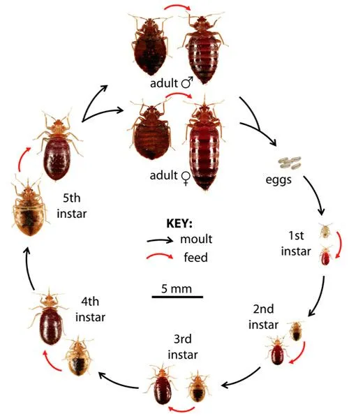 Bed Bug Nymph Identification