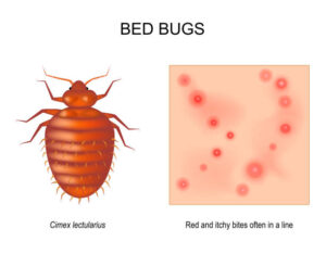 what do bed bug bugs look like