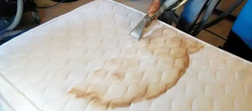 bed bug cleaning