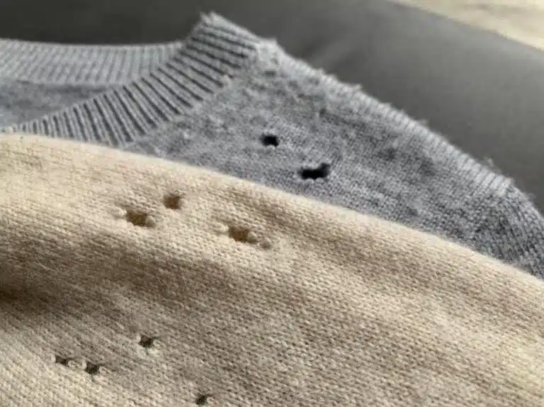 Carpet Moths