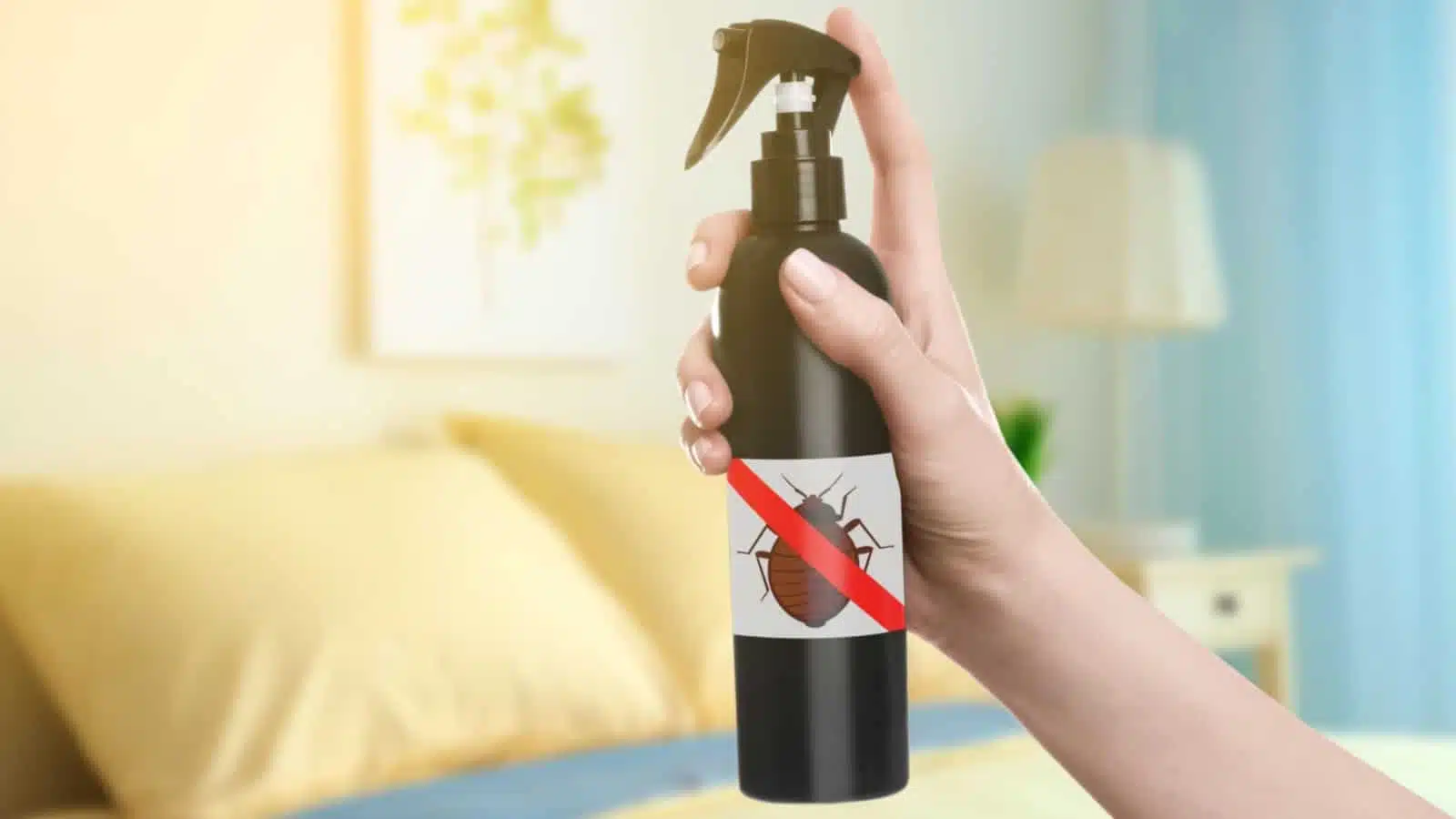 bed bug thermal treatment