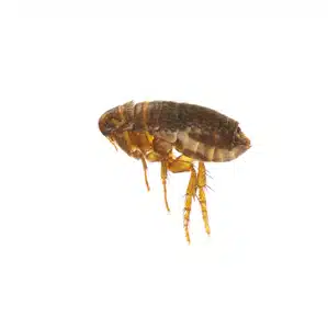 flea treatment