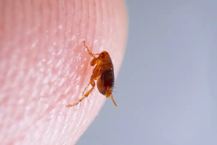 thermopest flea treatment services