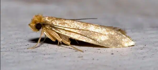 carpet moths