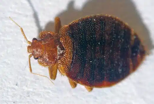 Bed Bug Monitoring London