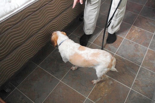 Bed Bug Detection Dog London 1 Bed Bug Detection Dog London Bed Bug Detection Dog London
