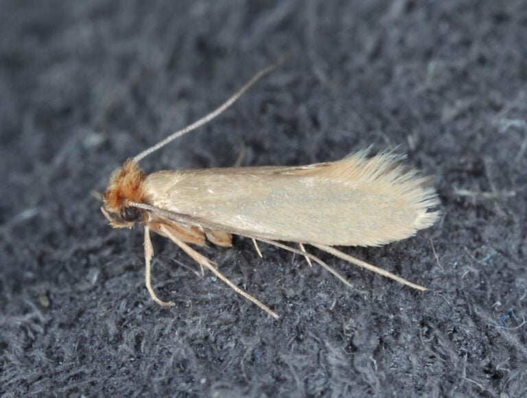 Carpet and clothes moth treatment
