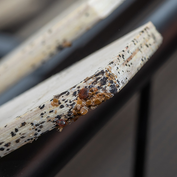 bed bug removal near me