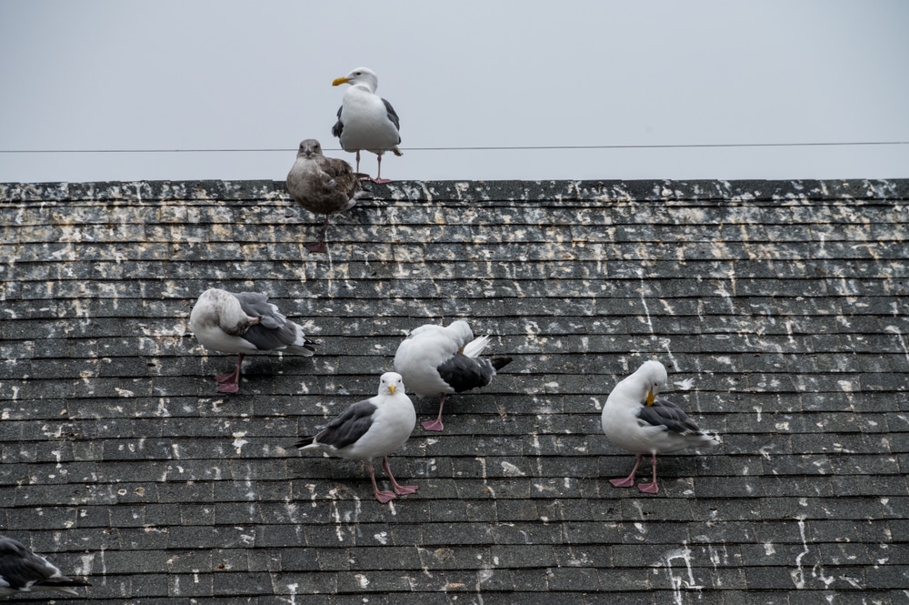 bird pest control by thermopest