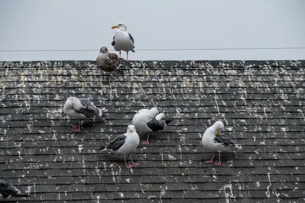 bird pest control by thermopest