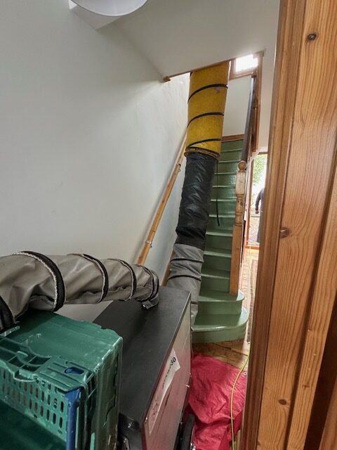 flea treatment near me