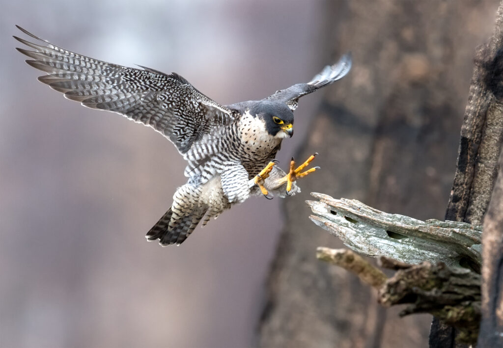 bird of prey