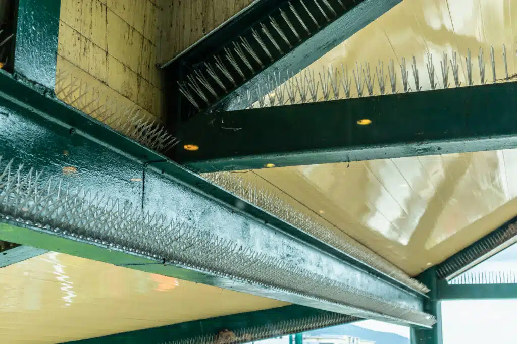 bird spikes for pigeons and gulls