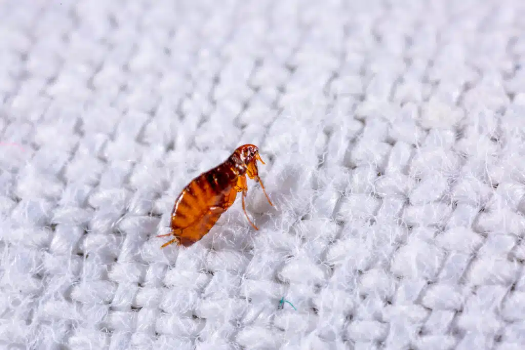 pest control for fleas