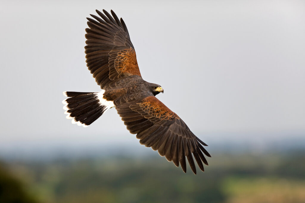 bird of prey Bird of Prey