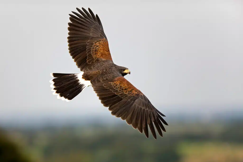 bird of prey Bird of Prey
