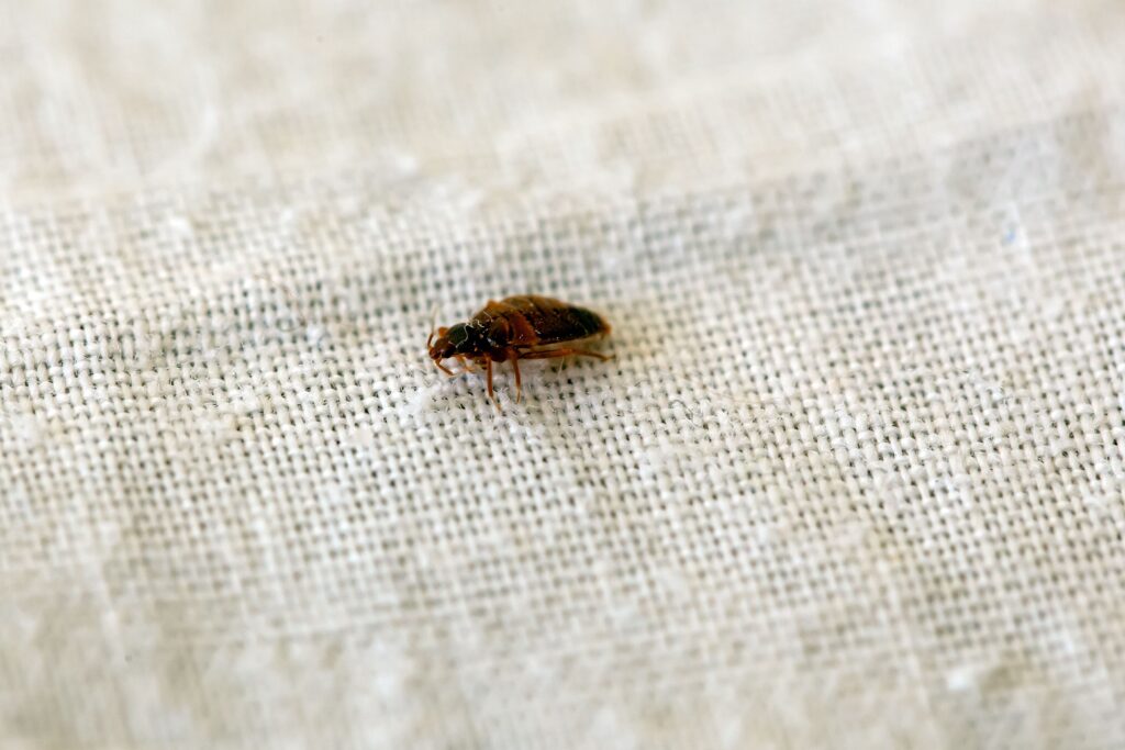 emergency bed bug removal
