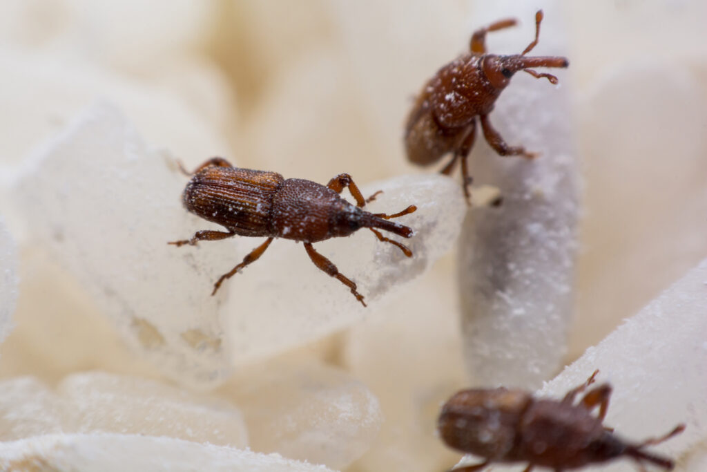 rice weevil pest control