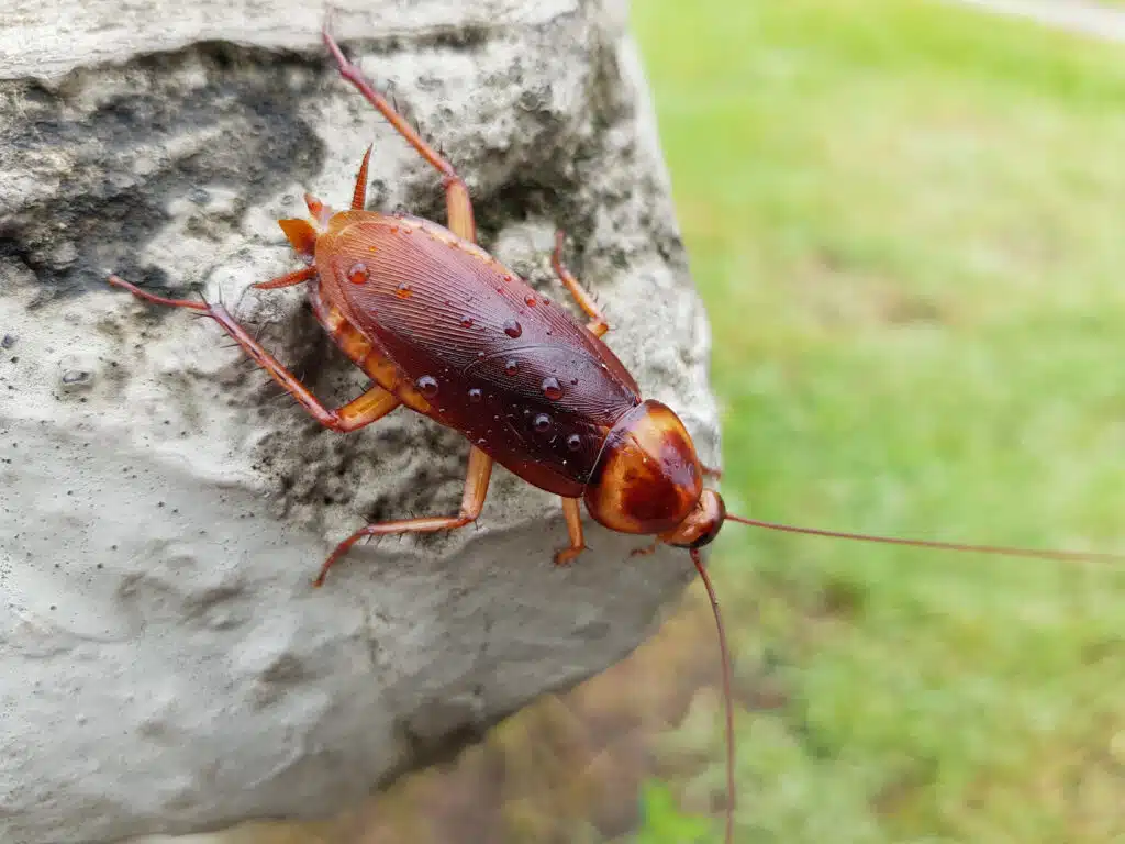 Cockroach Identification Cockroach information