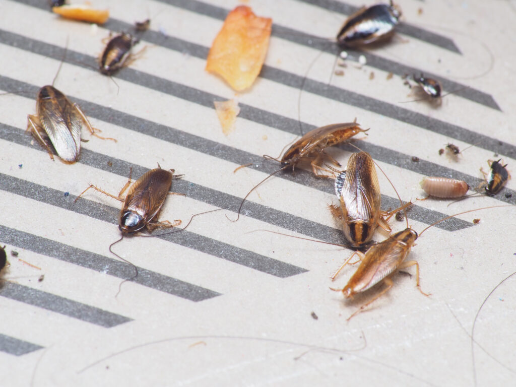 cockroach pest control