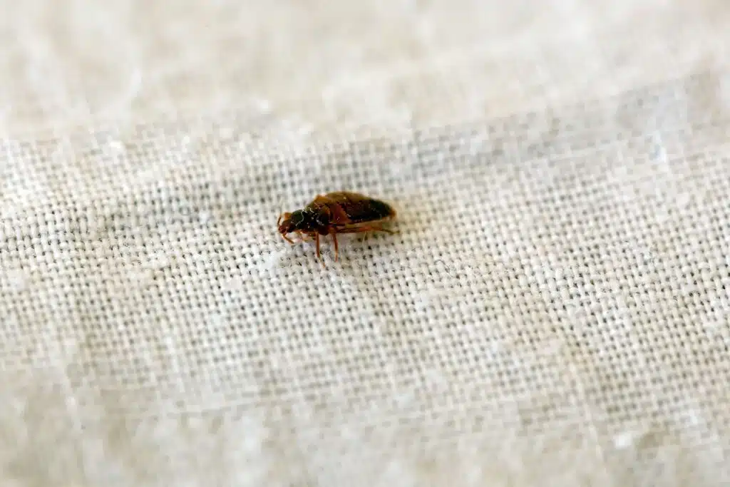 bed bugs Uk Services by Thermopest