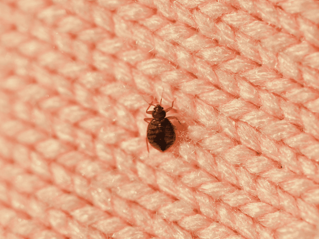 how to get rid of bed bugs