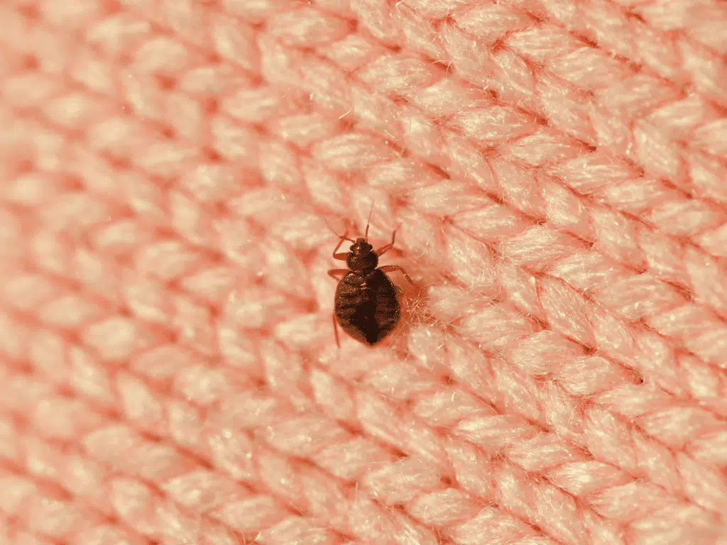 How to get rid of bed bugs How to Get Rid of Bedbugs