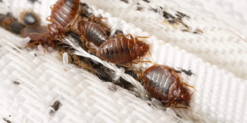 what causes bed bugs in the UK