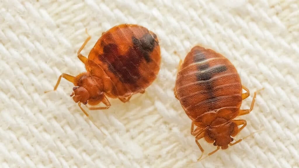 how to kill bed bugs a Uk guide to killing bed bugs