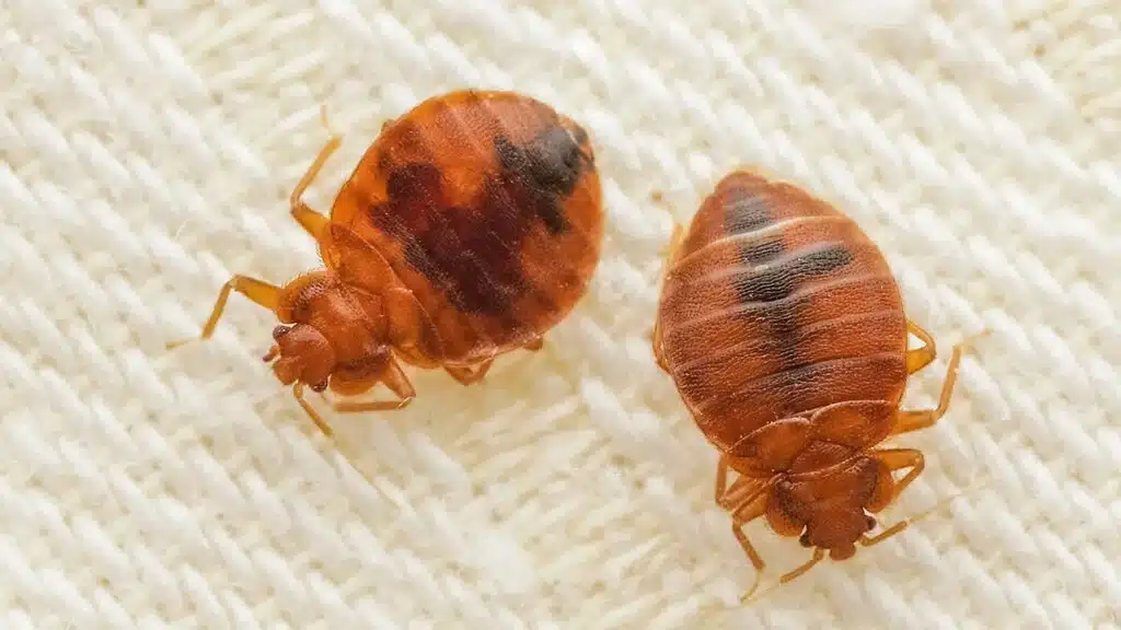 how to kill bed bugs a Uk guide to killing bed bugs