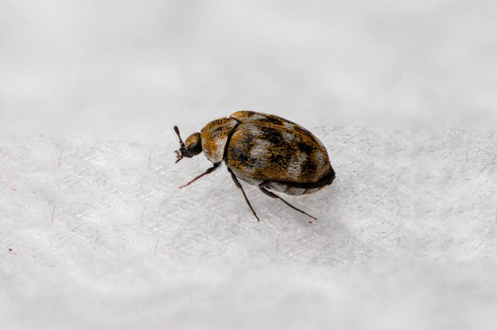 carpet beetle treatment